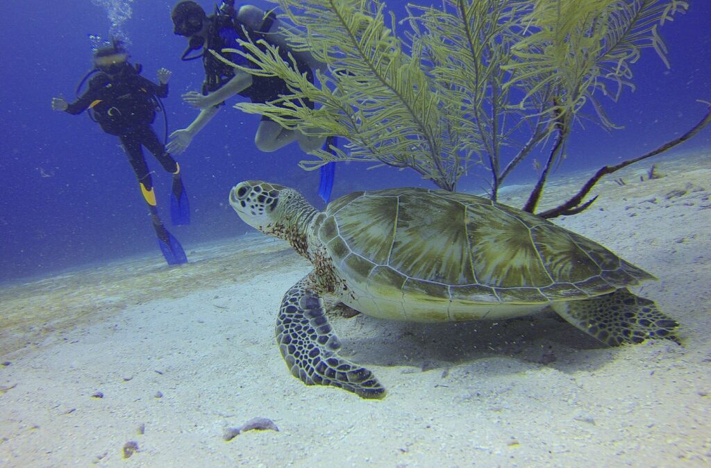 turtle scuba divers 1