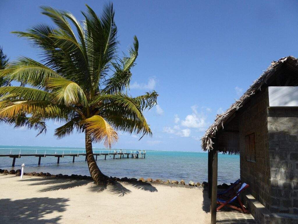 single palm tree in front of ocean
