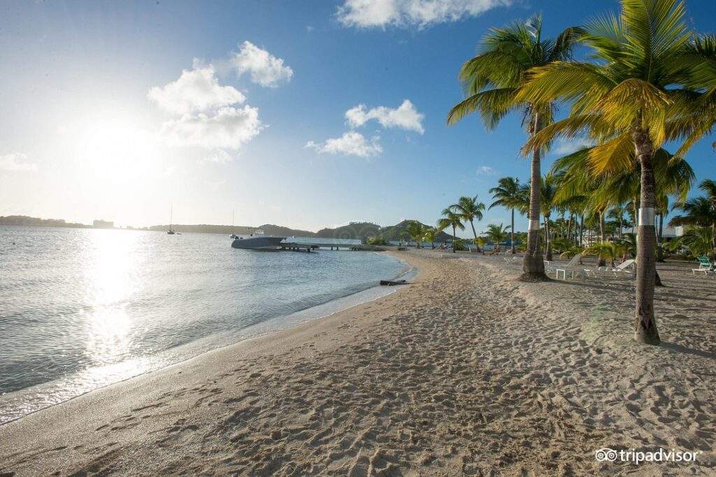 empty beach with palm trees