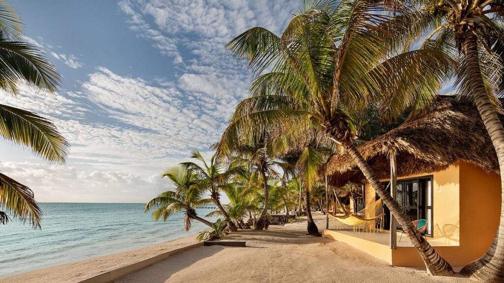 palm trees lining beach