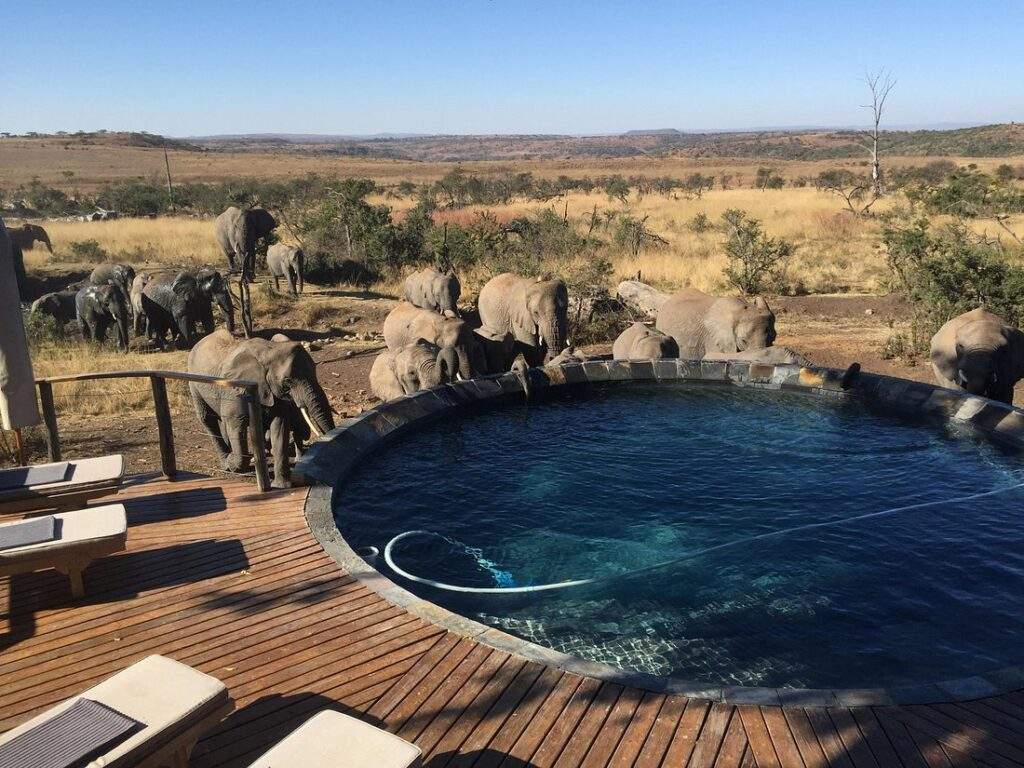 circular pool surrounded by lounge chairs
