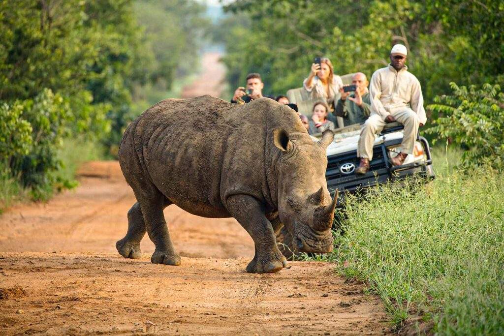 rhino walking in front of vehicle