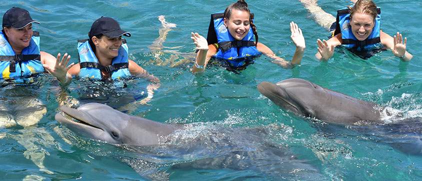 4 people playing with dolphins