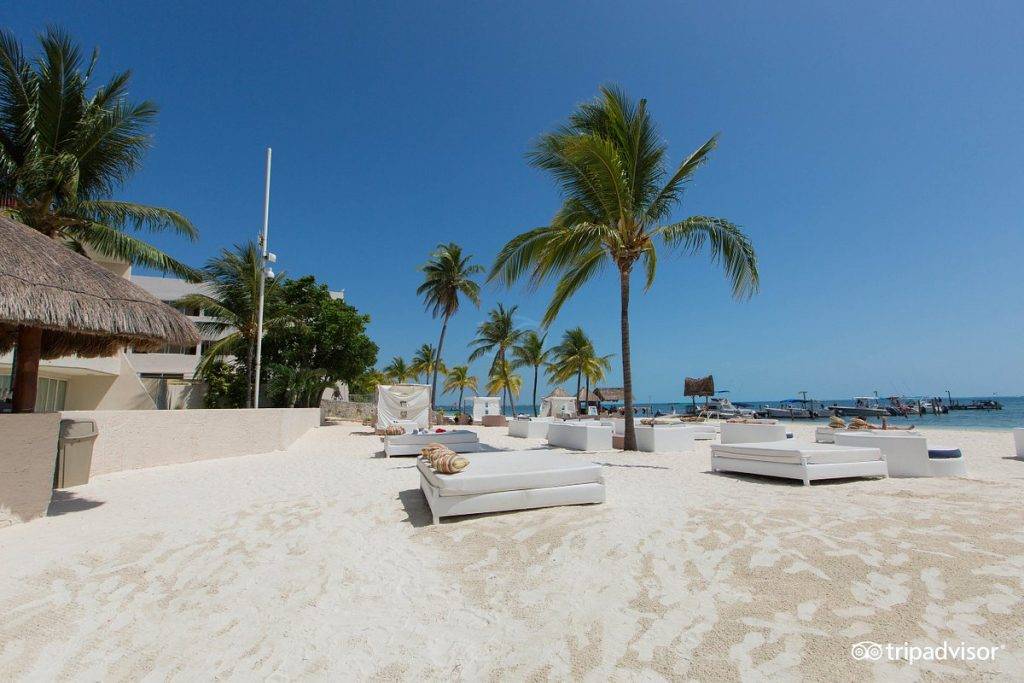 palm trees on white sandy beach
