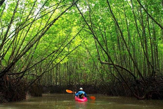 person in canoe under canopy of trees