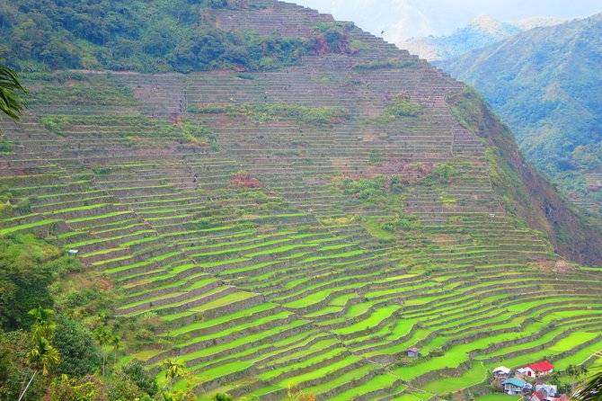 rice terraces