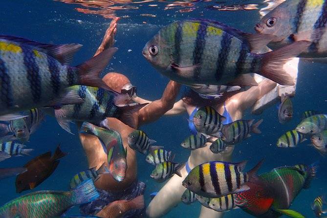 snorkelers surrounded by tropical fish