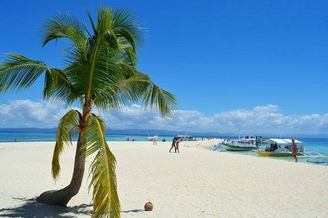 single plam tree on white sand beach