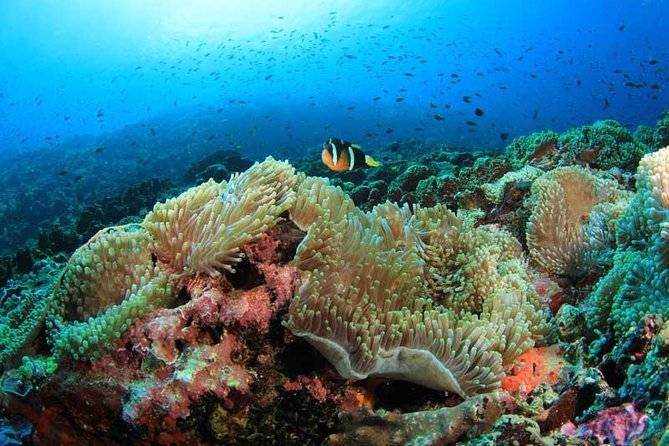 coral reefs with tropical fish