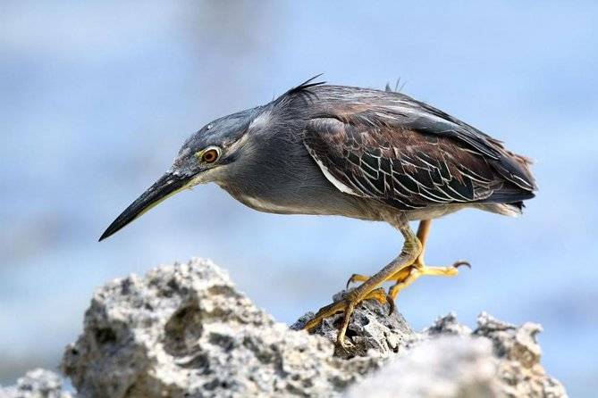 bird standing on rock