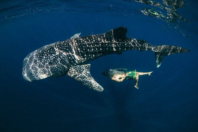 man swimming with whale shark