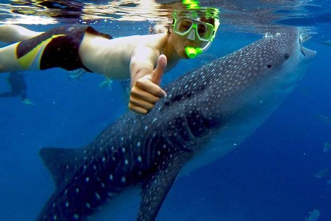 man snorkeling with whale shark