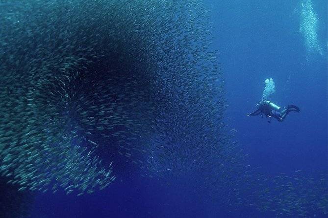 scuba diver swimming with school of fish