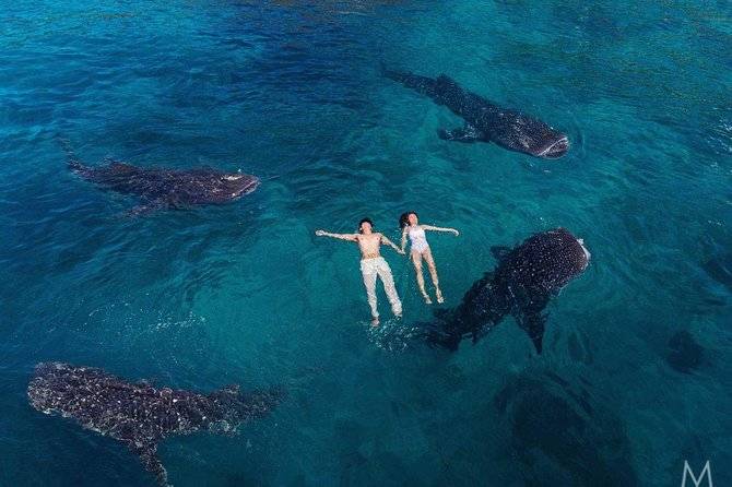 4 whale sharks circling two people