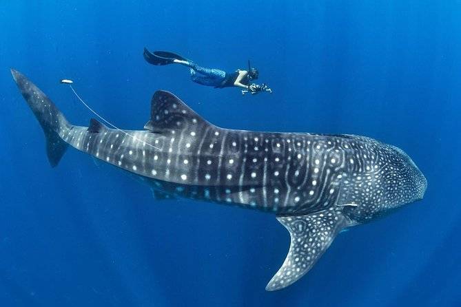 woman swimming with whale shark