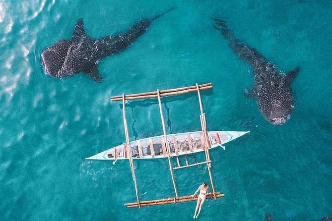 2 whale sharks swimming under boat