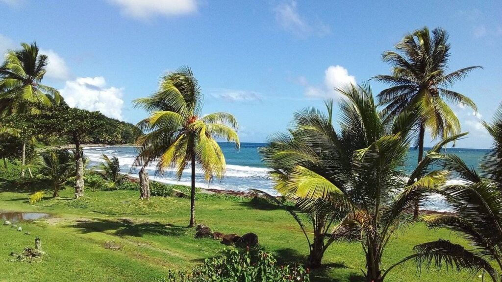 palm trees along the ocean